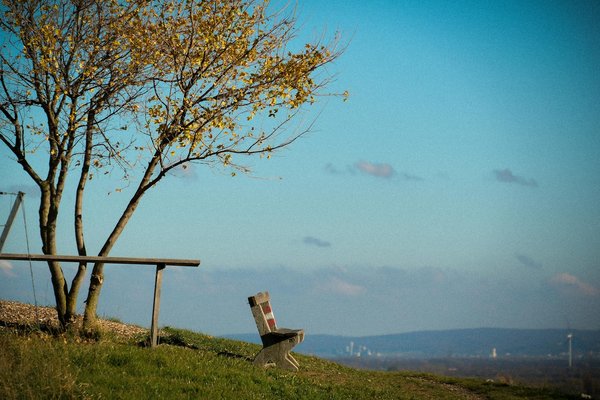 Révélez les avantages surprenants du jus de céleri pour transformer votre santé digestive !